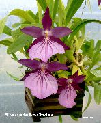 пурпурен Стайни растения Miltonia Цвете  снимка