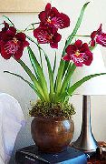 бордовий Домашні рослини Мільтонія Квітка (Miltonia) фото