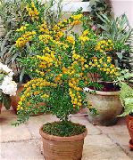 dzeltens Telpaugi Akācija Zieds (Acacia) foto