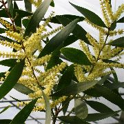 gelb Zimmerpflanzen Akazie Blume (Acacia) foto