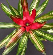 sarkans Telpaugi Bromeliad Zieds (Neoregelia) foto