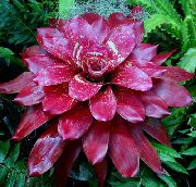 винен Стайни растения Bromeliad Цвете (Neoregelia) снимка
