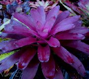Bromeliad purpurs Zieds