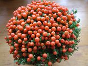 appelsína  Bead Planta Blóm (nertera) mynd