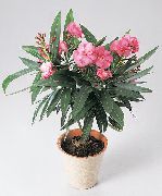 ружовы Хатнія расліны Олеандр Кветка (Nerium oleander) фота