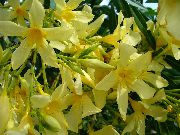 жоўты Хатнія расліны Олеандр Кветка (Nerium oleander) фота