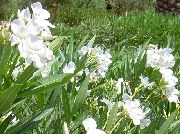 hvítur Inni plöntur Rose Bay, Oleander Blóm (Nerium oleander) mynd