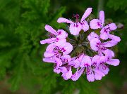 lilac Inni plöntur Geranium Blóm (Pelargonium) mynd