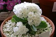бял Стайни растения Primula, Градинска Иглика С Гладки Листа Цвете  снимка