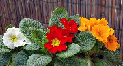 оранжев Стайни растения Primula, Градинска Иглика С Гладки Листа Цвете  снимка