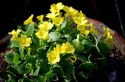 жълт Стайни растения Primula, Градинска Иглика С Гладки Листа Цвете  снимка