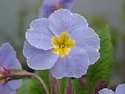 светло синьо Стайни растения Primula, Градинска Иглика С Гладки Листа Цвете  снимка