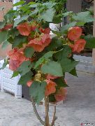 ροζ φυτά εσωτερικού χώρου Ανθοφορία Σφενδάμου, Σφενδάμι Κλάμα, Κινέζικο Φανάρι λουλούδι (Abutilon) φωτογραφία