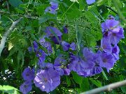 blau Zimmerpflanzen Blühende Ahorn, Ahorn Weinen, Chinesische Laterne Blume (Abutilon) foto