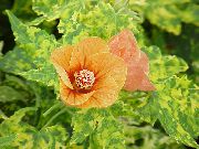 оранжев Стайни растения Цъфтежа Клен, Плачеща Клен, Китайски Фенер Цвете (Abutilon) снимка