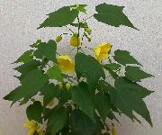 κίτρινος φυτά εσωτερικού χώρου Ανθοφορία Σφενδάμου, Σφενδάμι Κλάμα, Κινέζικο Φανάρι λουλούδι (Abutilon) φωτογραφία