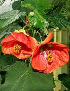 червен Стайни растения Цъфтежа Клен, Плачеща Клен, Китайски Фенер Цвете (Abutilon) снимка