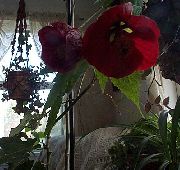 クラレット 屋内植物 開花カエデ、泣きカエデ、中国のランタン フラワー (Abutilon) フォト
