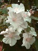 valkoinen Huonekasvit Kukinnan Vaahtera, Itkien Vaahtera, Kiinan Lyhty Kukka (Abutilon) kuva