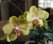 жоўты Хатнія расліны Фаленопсісы Кветка (Phalaenopsis) фота