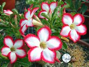 červená Pokojové rostliny Pouštní Růže Květina (Adenium) fotografie