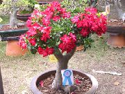 rød Indendørs planter Desert Rose Blomst (Adenium) foto