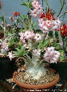 ピンク 屋内植物 砂漠の薔薇 フラワー (Adenium) フォト