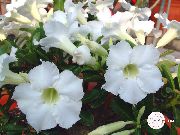 ホワイト 屋内植物 砂漠の薔薇 フラワー (Adenium) フォト