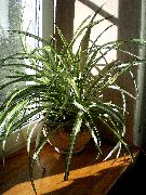 margas Vidinis augalai Voras Augalų (Chlorophytum) nuotrauka