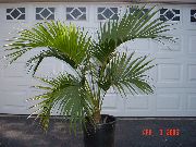 žalias Vidinis augalai Garbanotas Palmių, Kentia Palmių, Palmių Rojus (Howea) nuotrauka