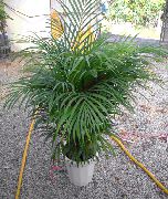 Hrysalidocarpus grænt Planta