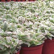 сріблястий Домашні рослини Ціанотіс (Cyanotis) фото
