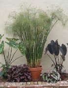 luz verde Plantas de interior Umbrella Plant (Cyperus) foto