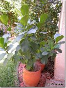 žalias Vidinis augalai Balzamas Obuolių (Clusia) nuotrauka