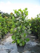 verde Plantas de interior Sea Grape (Coccoloba) foto