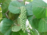 verde Plantas de interior Sea Grape (Coccoloba) foto