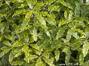 Japonijos Lauro, Pittosporum Tobira šviesiai žalia augalas