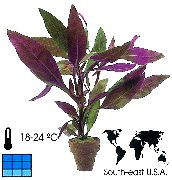 Alternanthera púrpura Planta