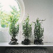 verde Plantas de interior Centopede Plant, Ribbon Bush (Homalocladium platycladum) foto