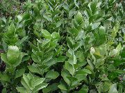 žalias Vidinis augalai Pelžiedės (Ruscus) nuotrauka