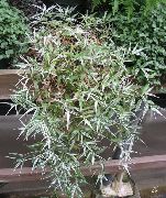 margas Vidinis augalai Margas Basketgrass (Oplismenus) nuotrauka