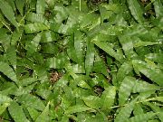 žalias Vidinis augalai Margas Basketgrass (Oplismenus) nuotrauka