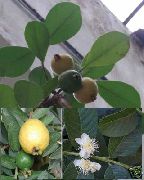 grænt Inni plöntur Guava, Suðrænum Guava (Psidium guajava) mynd