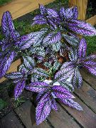 violetinė Vidinis augalai Persų Skydas (Strobilanthes dyerianus) nuotrauka