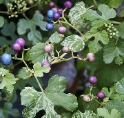 variegado Plantas de interior Pepper Vine, Porcelain Berry (Ampelopsis brevipedunculata) foto