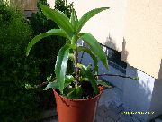 žalias  Callisia, Krepšys Augalas, Aukso Augalo Ūselis (Callisia fragrans) nuotrauka