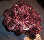 bordo Vidinis augalai Fleimo Violetinė,  (Episcia) nuotrauka