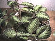 margas Vidinis augalai Fleimo Violetinė,  (Episcia) nuotrauka