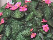 tamsiai žalia Vidinis augalai Fleimo Violetinė,  (Episcia) nuotrauka