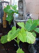 Malanga, Yautia hell-grün Pflanze